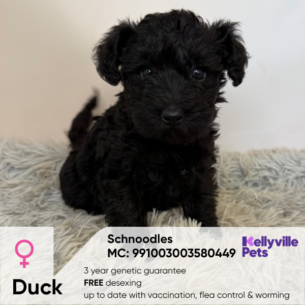 Duck
