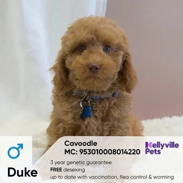 Cavoodle Puppies Sydney