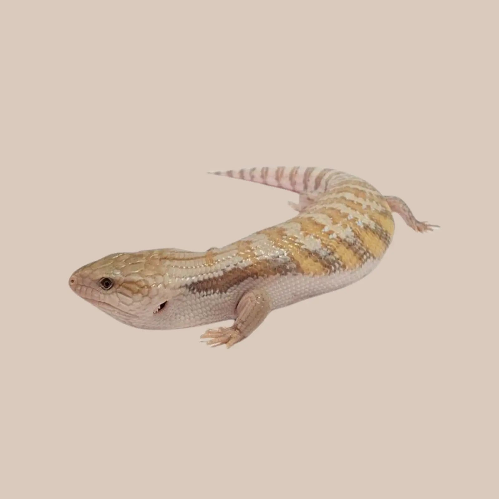 Eastern Blue-tongued Lizard Kellyville Pets