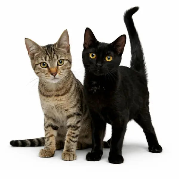 Elm, Birch, Mahogany & Juniper New Life Cats