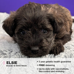 Elsie the Schnoodle