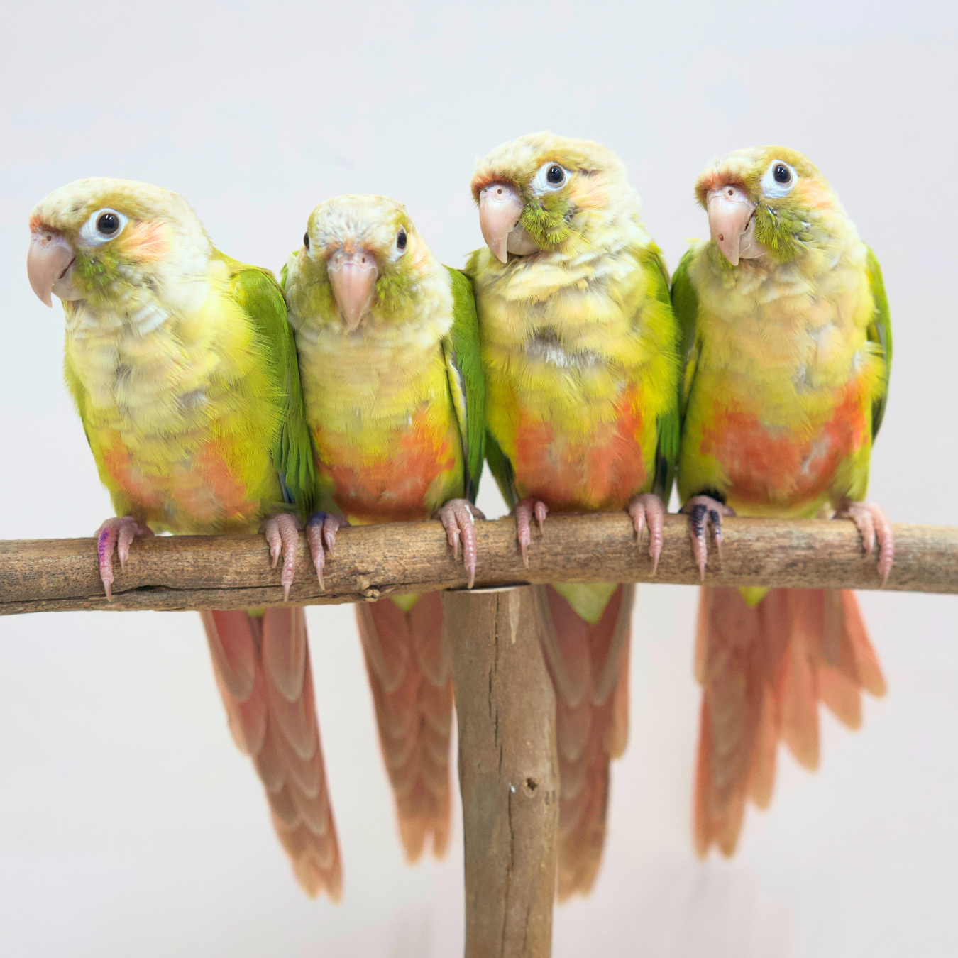 Meet Ember, Phoenix, Blaze and Ash - Cinnamon Green Cheek Conures