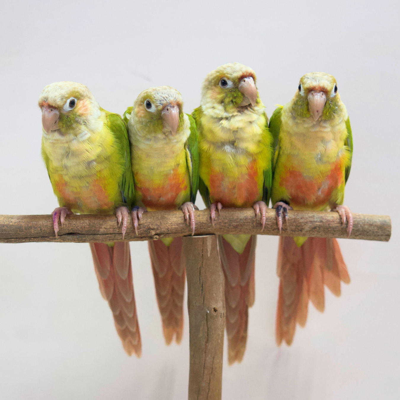 Meet Ember, Phoenix, Blaze and Ash - Cinnamon Green Cheek Conures