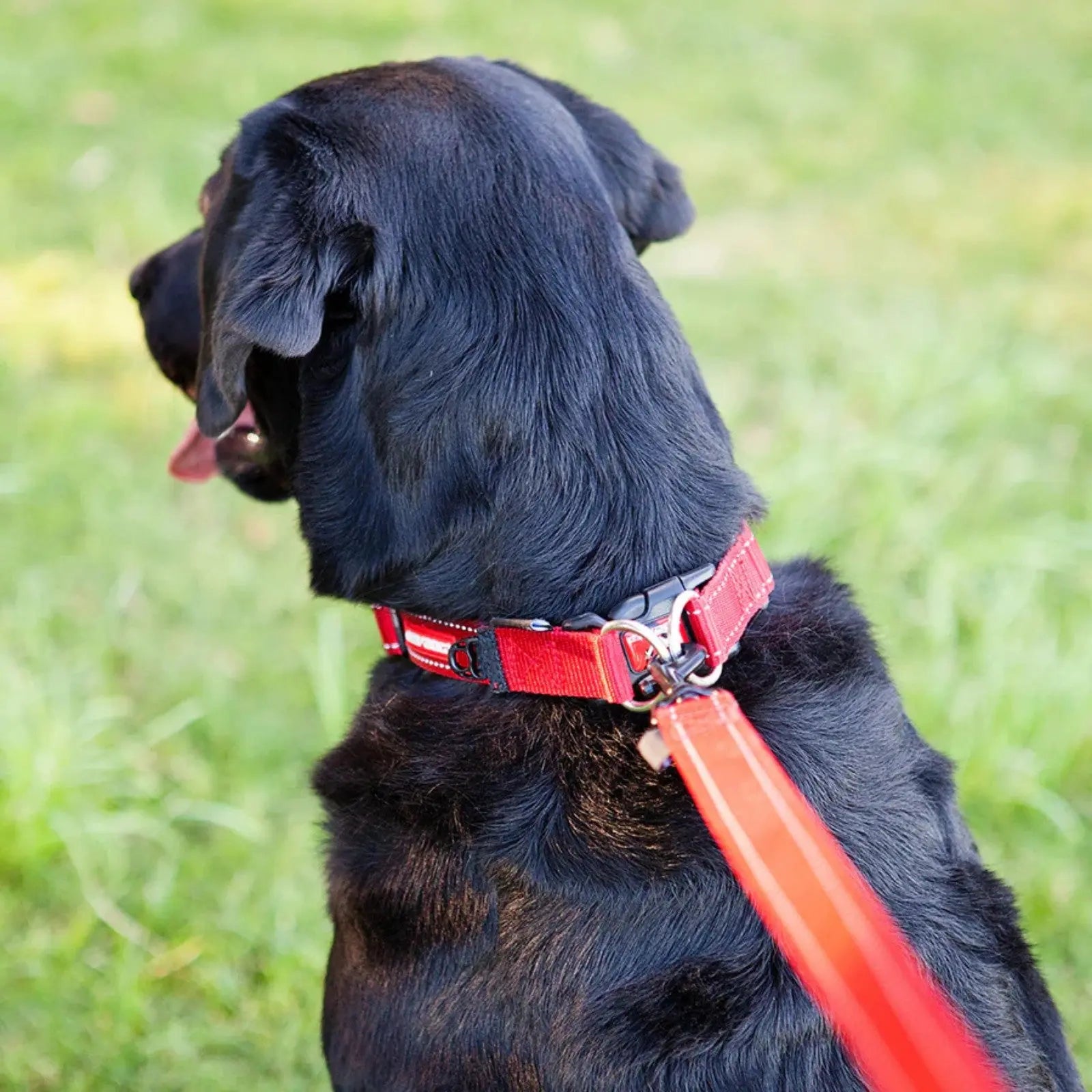 EzyDog Double Up Dog Collar EzyDog