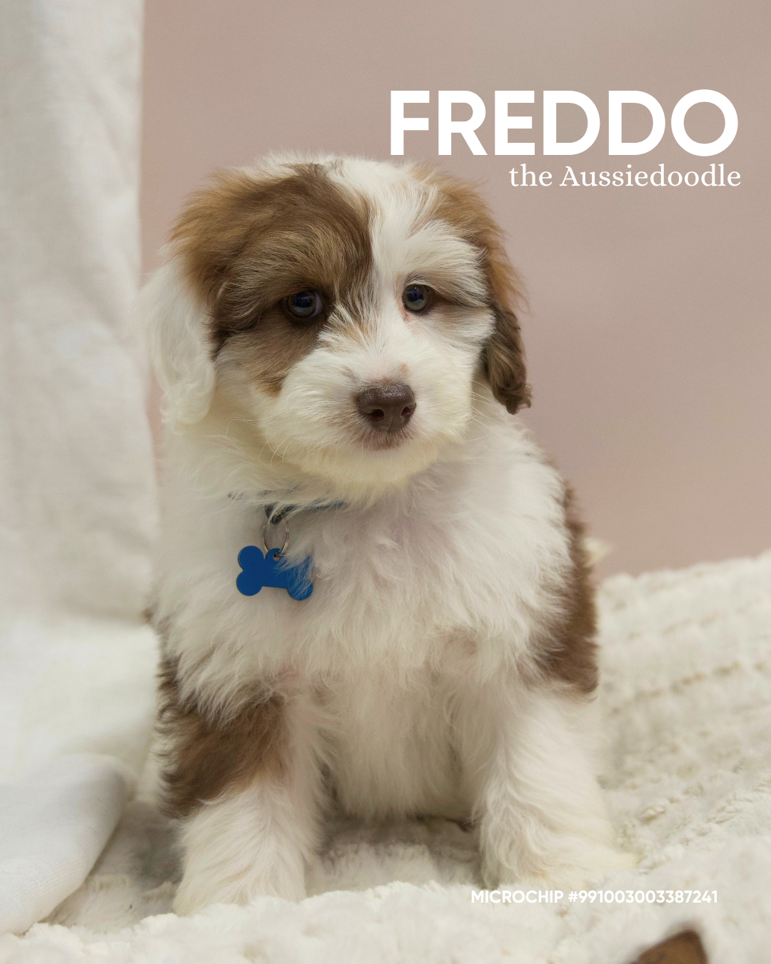Freddo