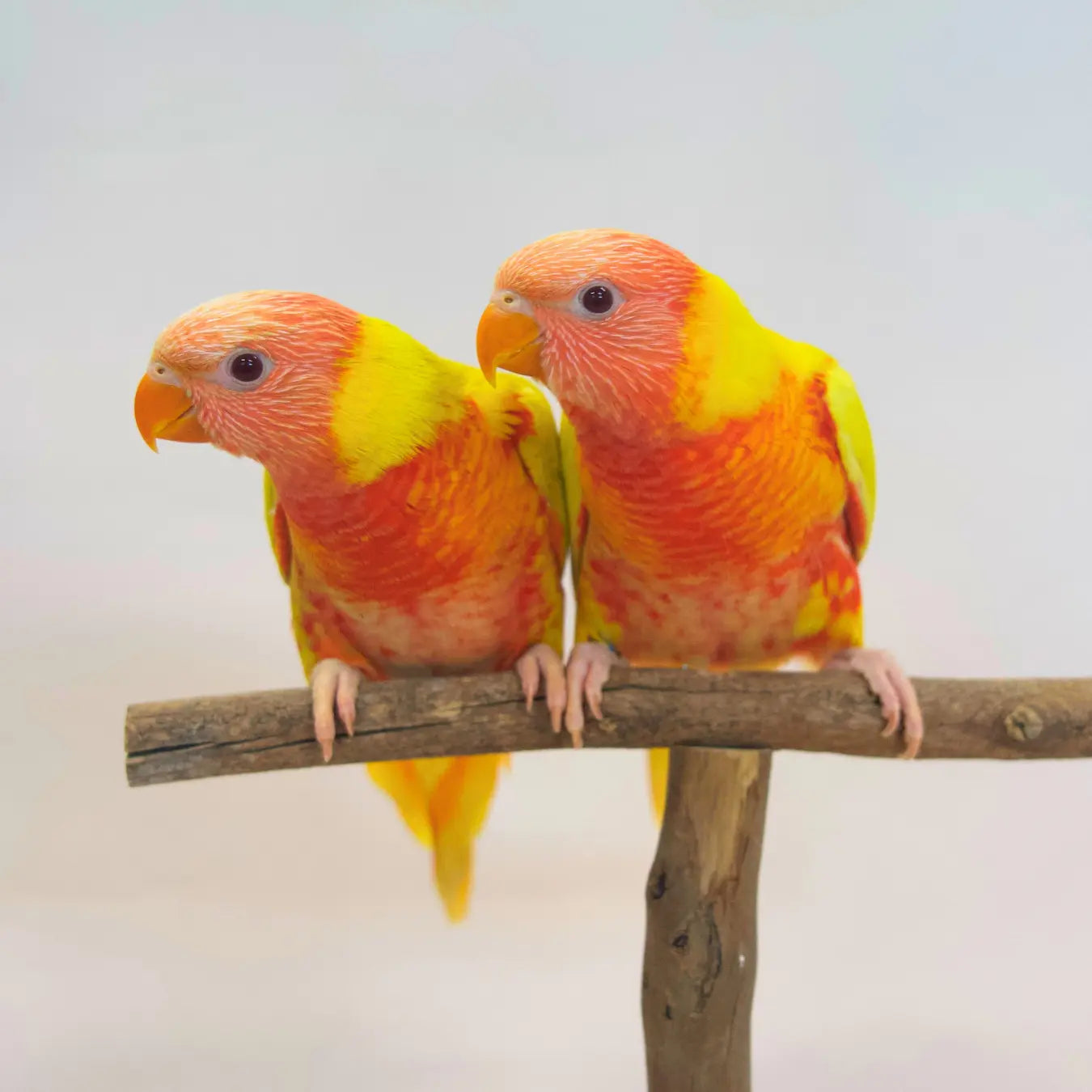 Fanta & Sunkist, our Lutino Rainbow Lorikeets Kellyville Pets