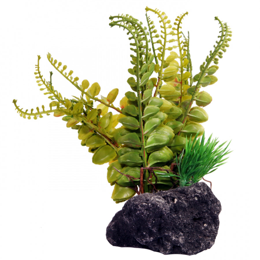 Reptile One Fern with Pumice Base