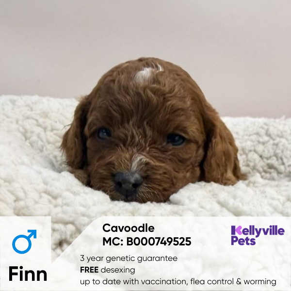 Finn