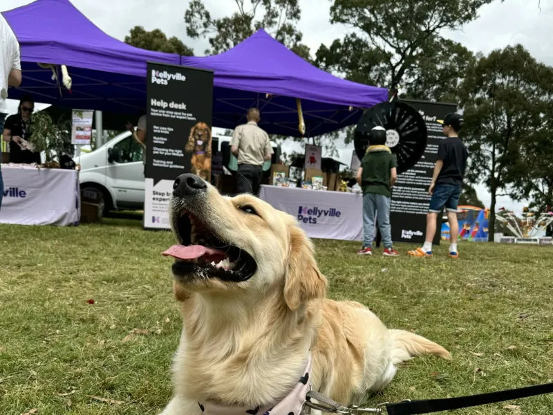 Hills Food and Wine Festival