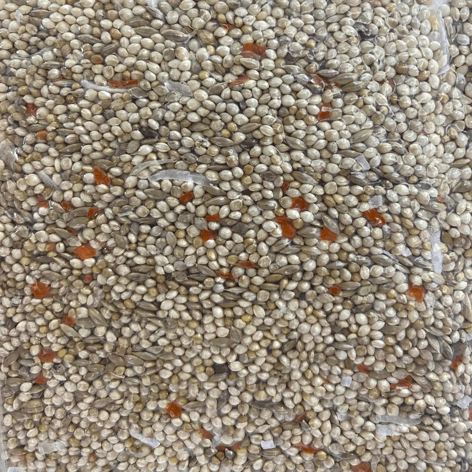 Forage Everyday Birdseed Budgie - Kellyville Pets