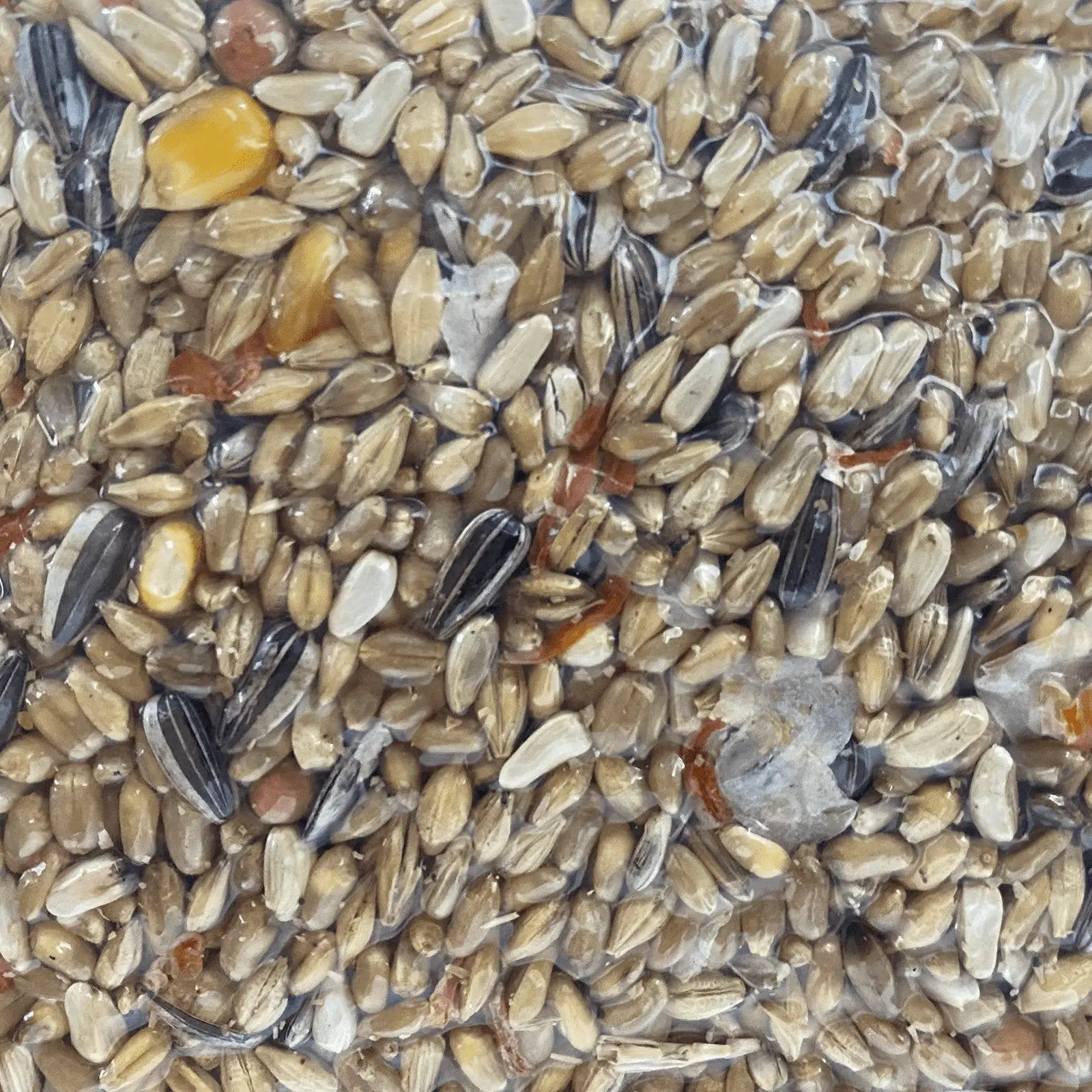 Forage Everyday Birdseed Large Parrot - Kellyville Pets