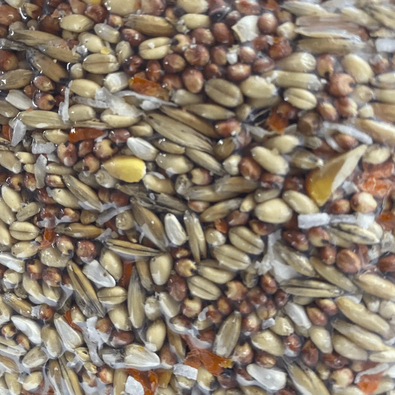 Forage Everyday Birdseed Parrot Light - Kellyville Pets