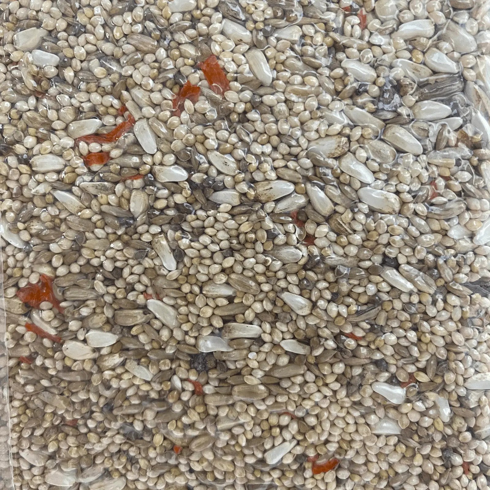 Forage Everyday Birdseed Small Parrot Light - Kellyville Pets