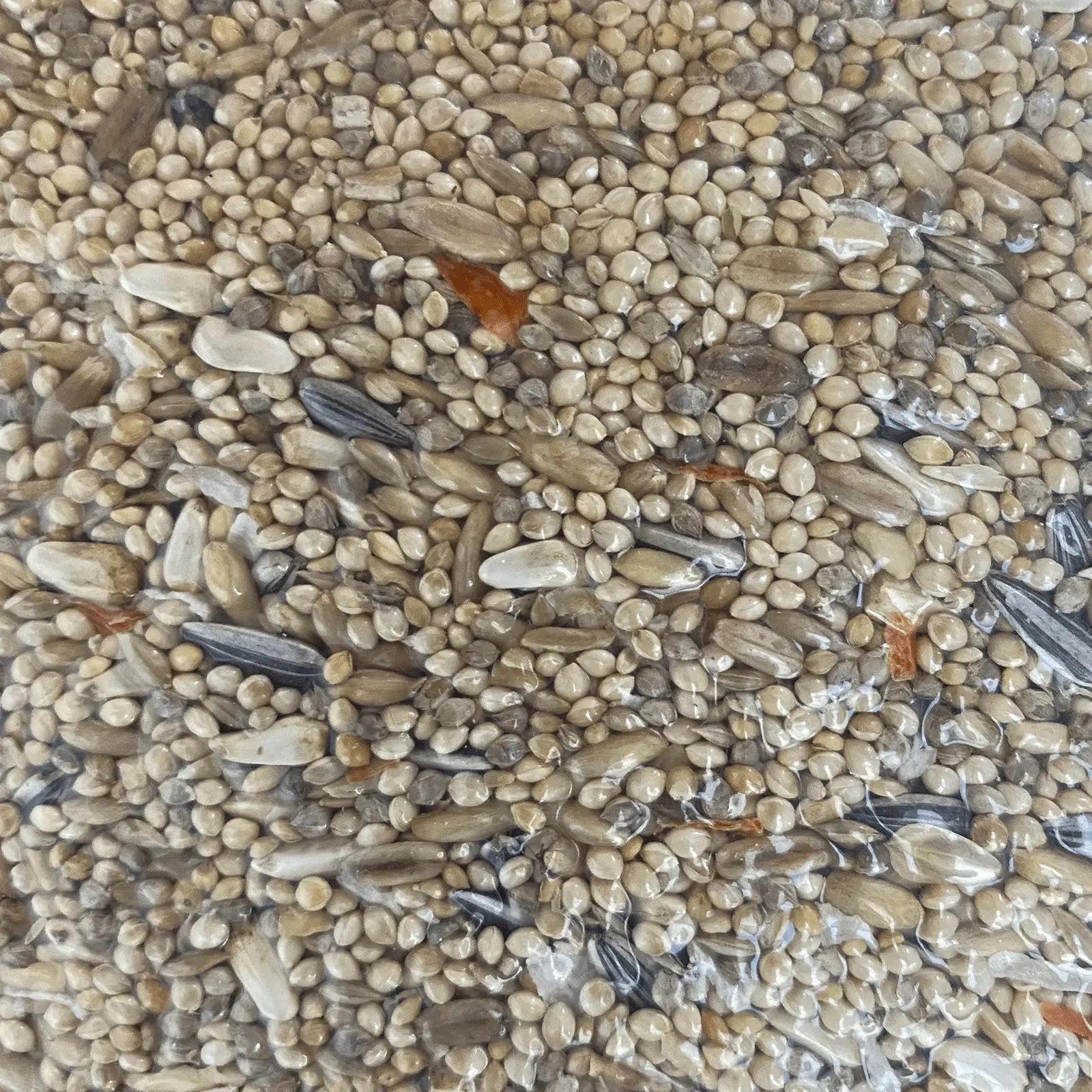 Forage Everyday Birdseed Small Parrot - Kellyville Pets