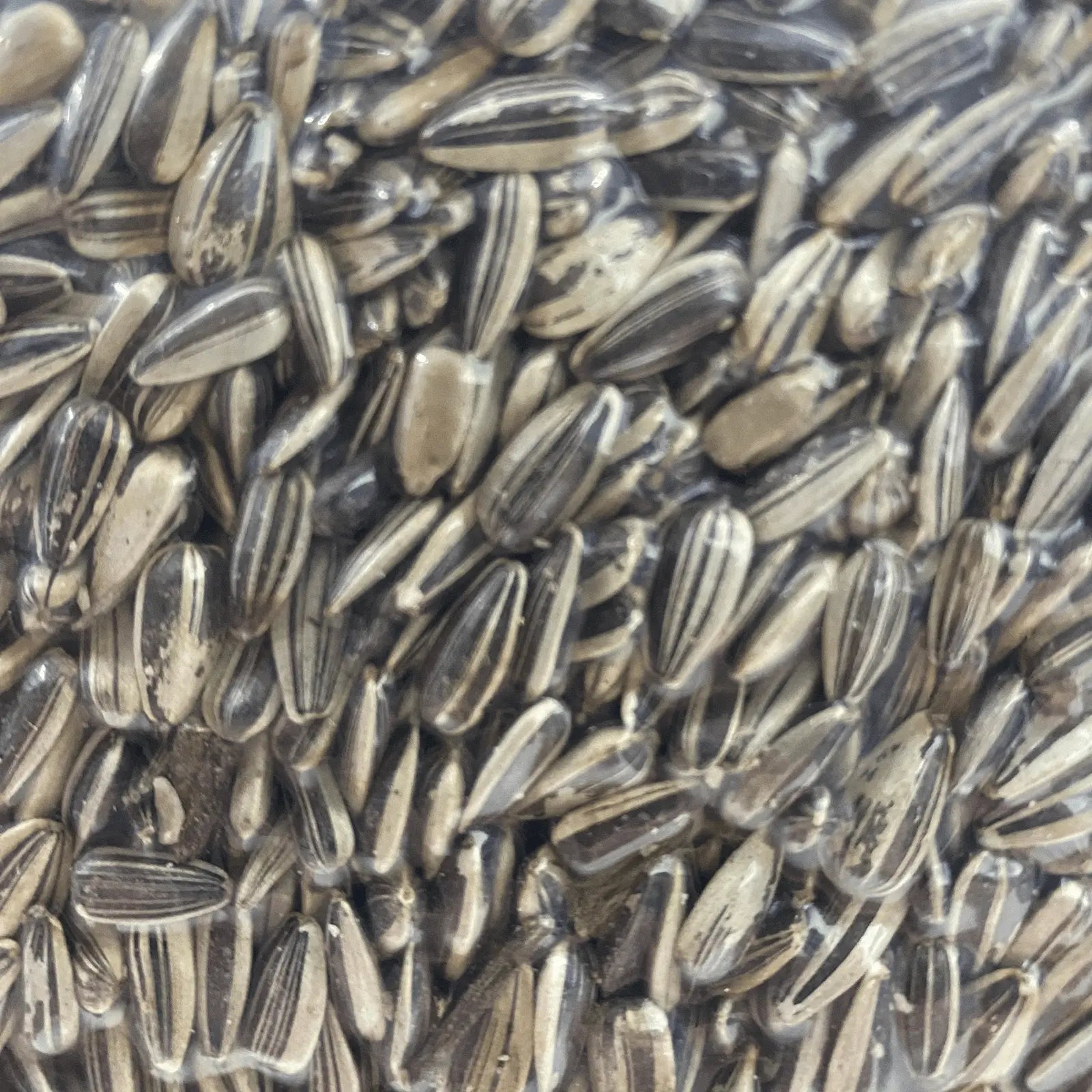 Forage Everyday Birdseed Sunflower Seed - Kellyville Pets