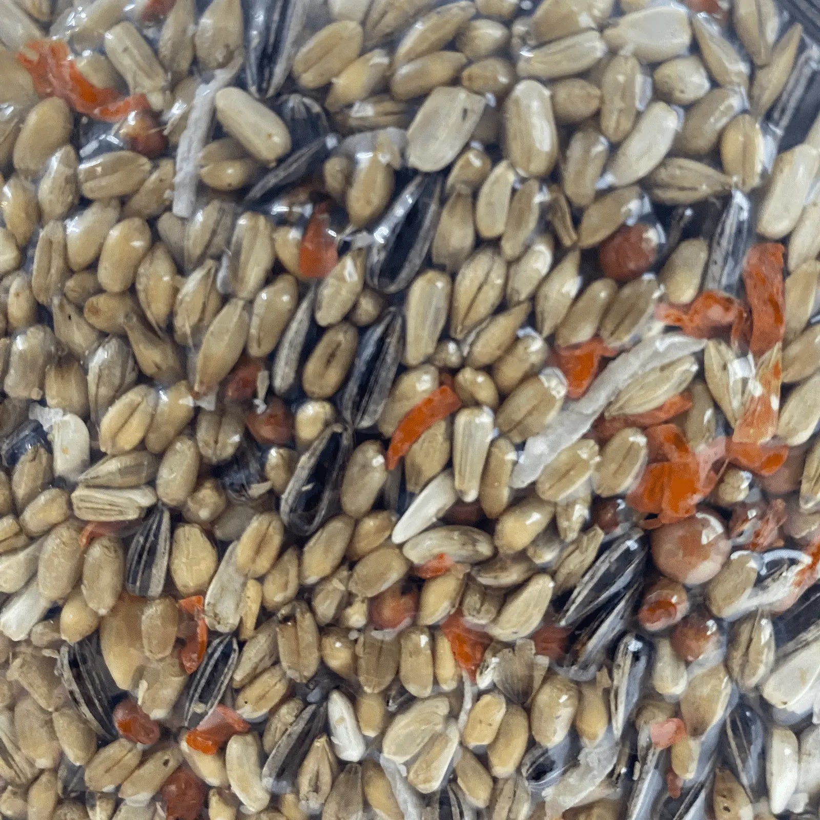 Forage Everyday Birdseed Wild Bird - Kellyville Pets