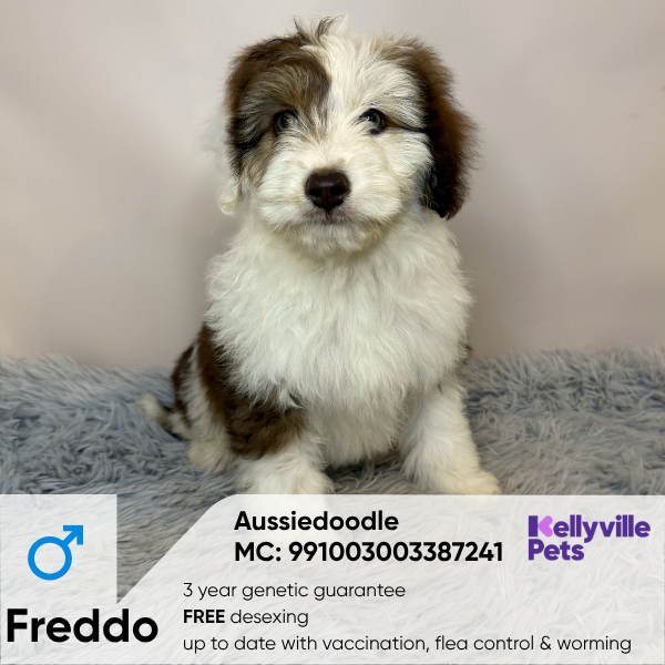 Freddo
