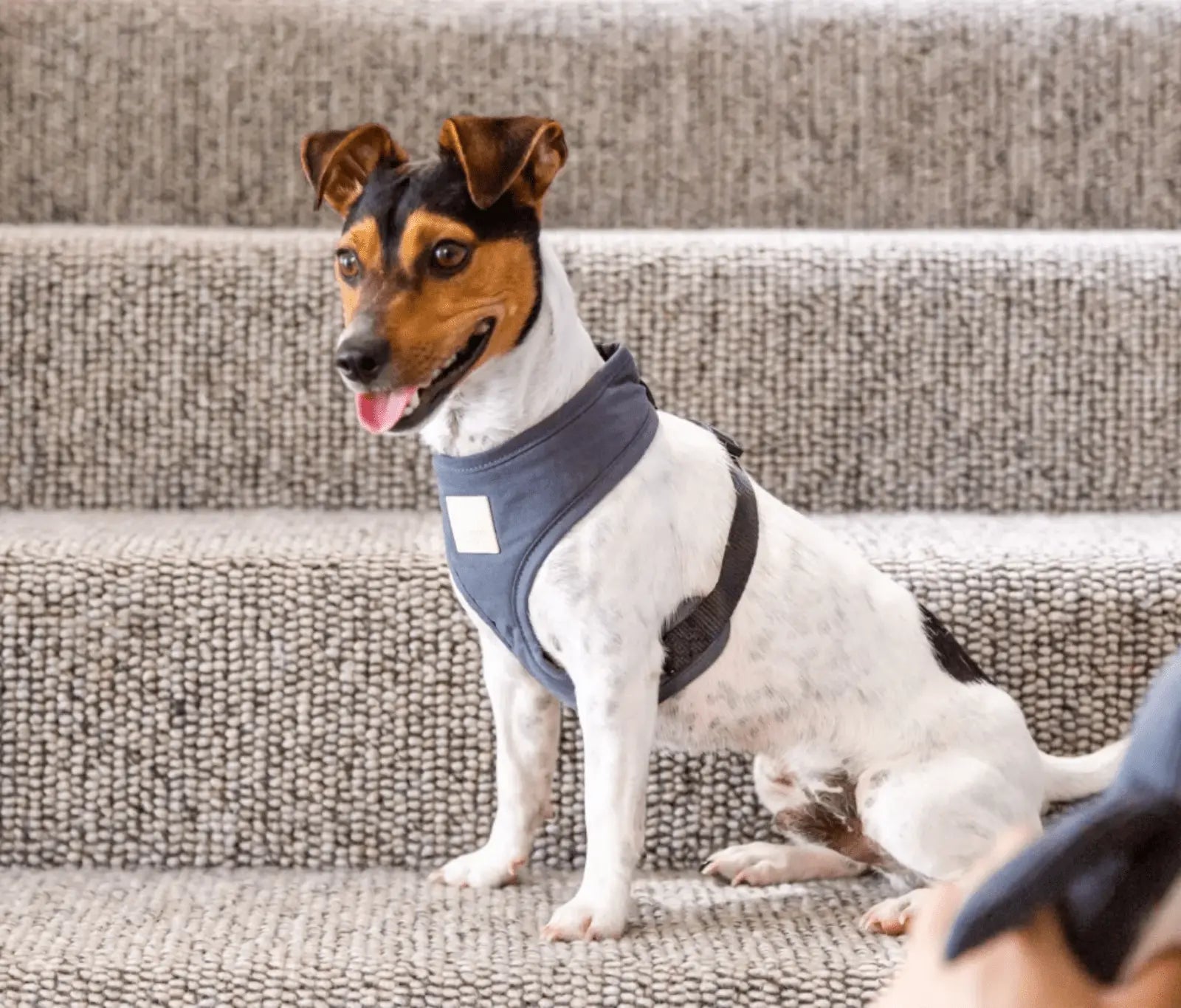 FuzzYard Life Dog Harness Range - Kellyville Pets