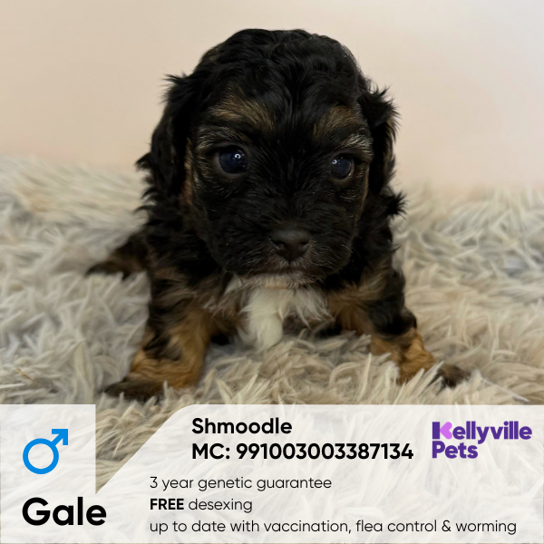 Gale