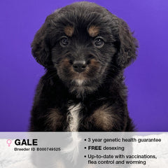 Gale the Cavoodle