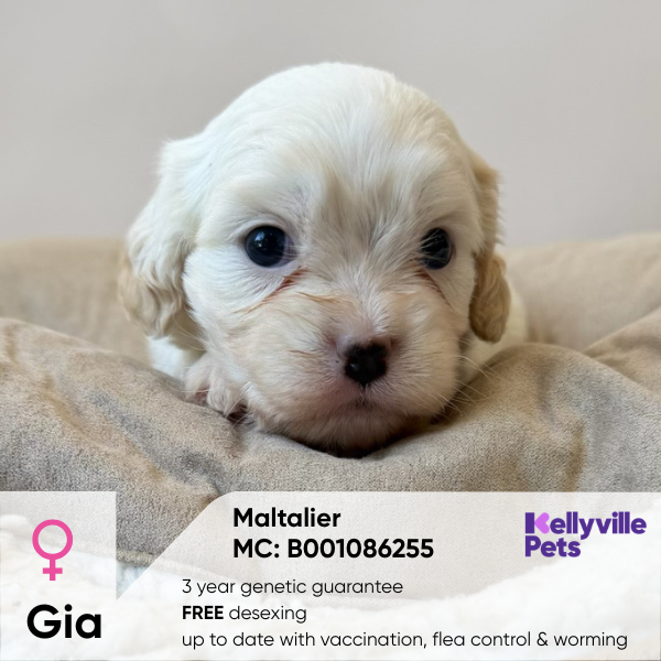 Gia