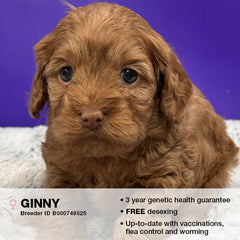 Ginny the Cavoodle