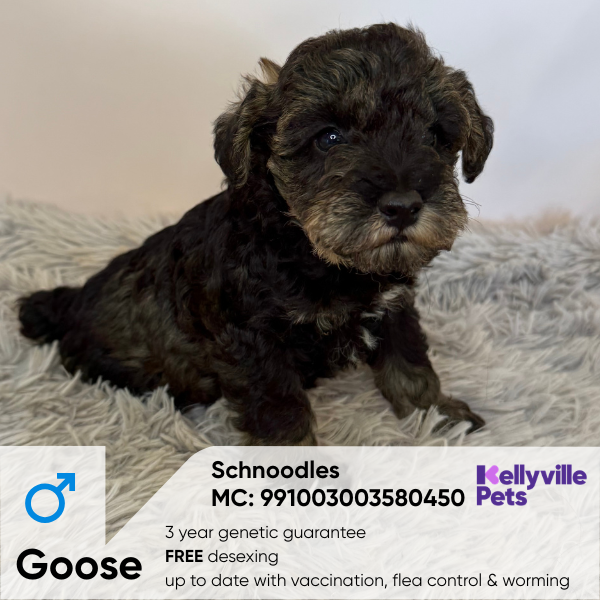 Goose