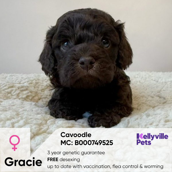 Gracie