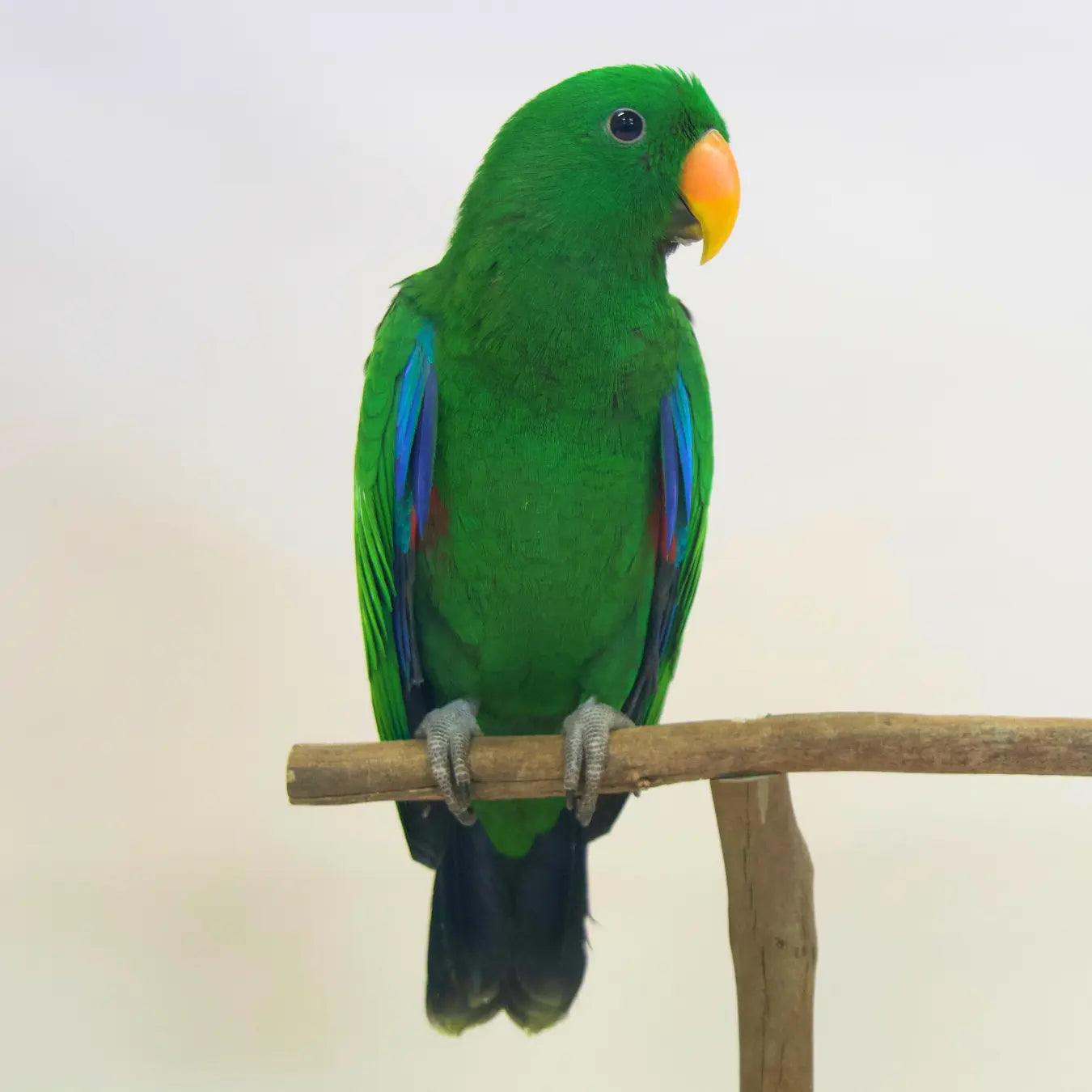 Hand-Raised Eclectus Parrots Kellyville Pets