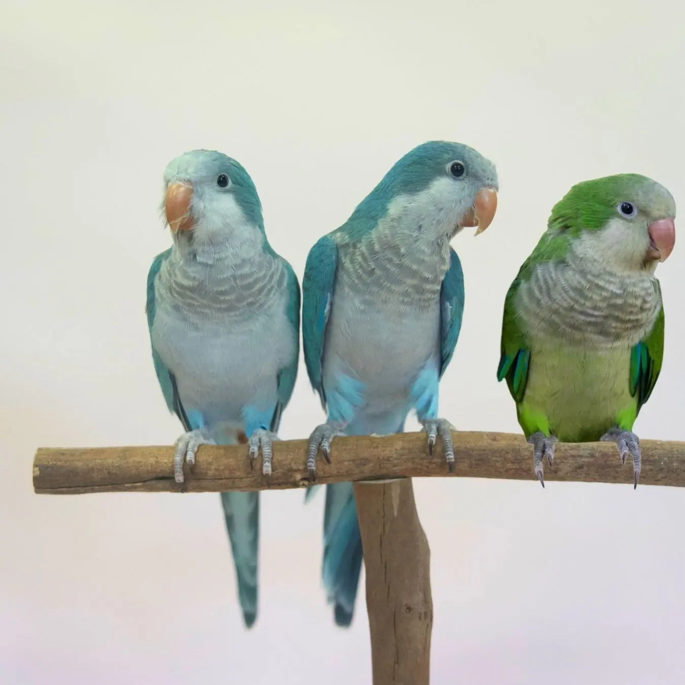 Hand-Raised Quaker Parrots Kellyville Pets