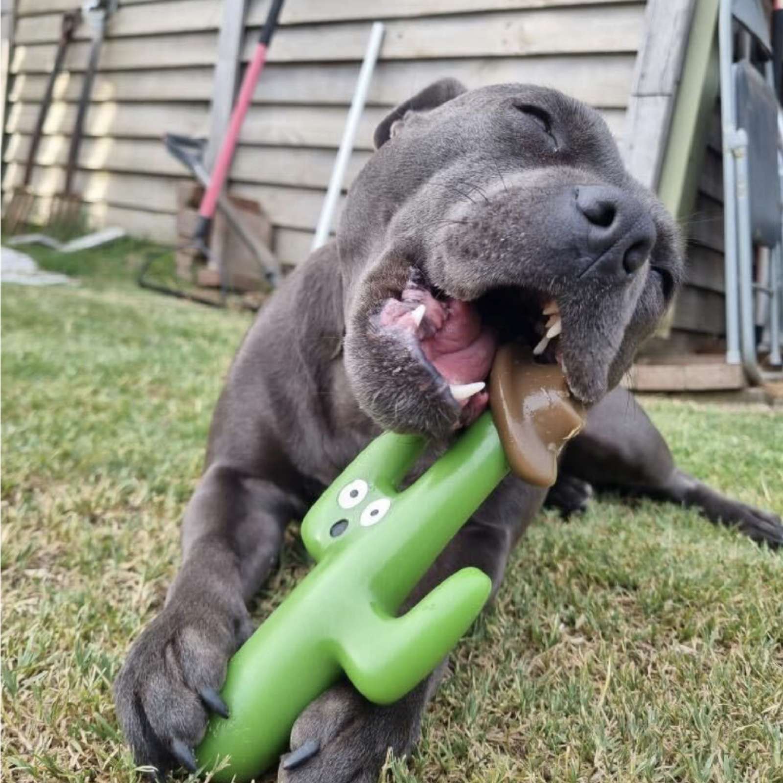 Happy Staffy Co. Cactus Cowboy Tough Dog Toy