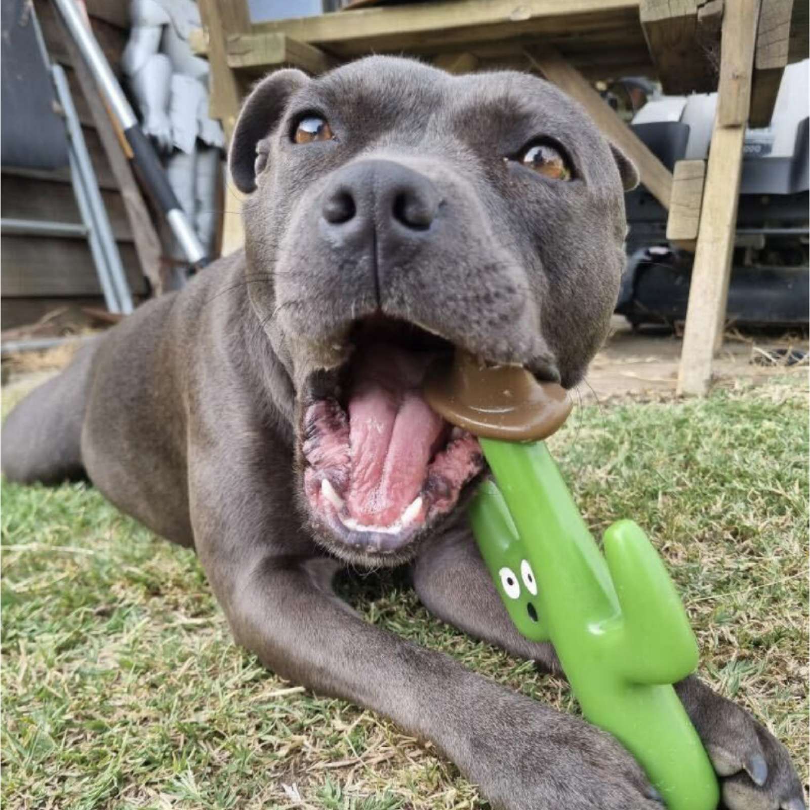 Happy Staffy Co. Cactus Cowboy Tough Dog Toy
