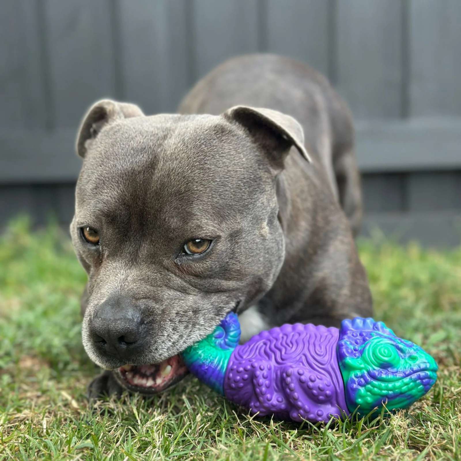 Happy Staffy Co. Camo the Chameleon Tough Dog Toy