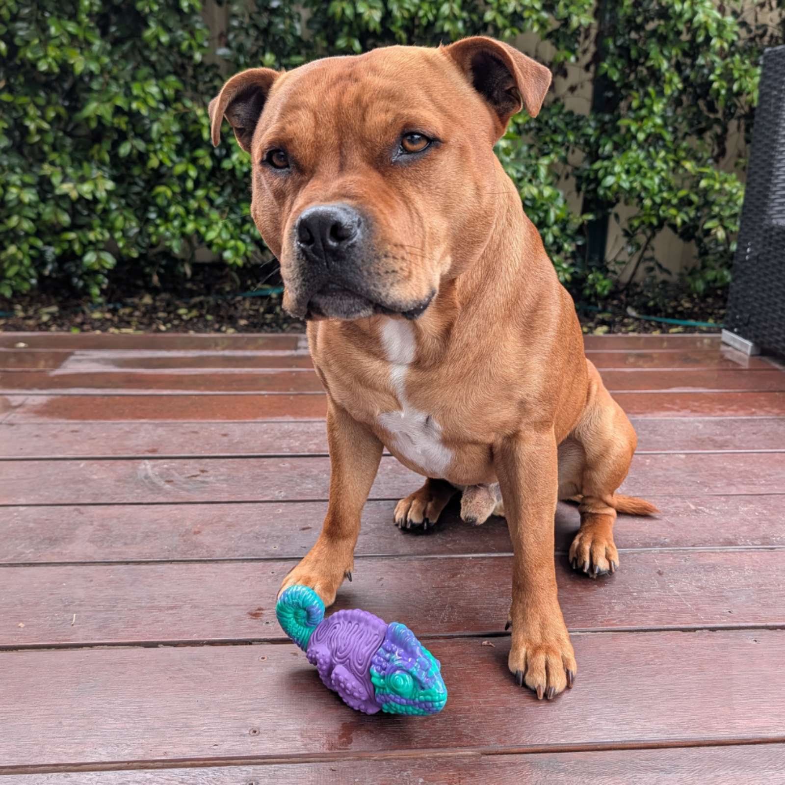 Happy Staffy Co. Camo the Chameleon Tough Dog Toy