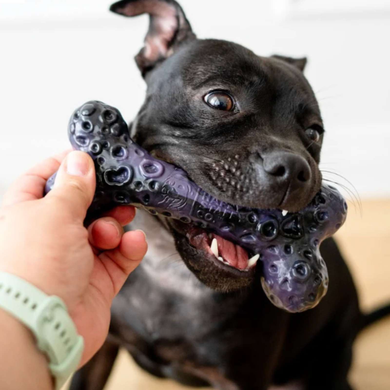 Happy Staffy Co. Chewzilla Galactic Quest Dog Toys(Gift box)