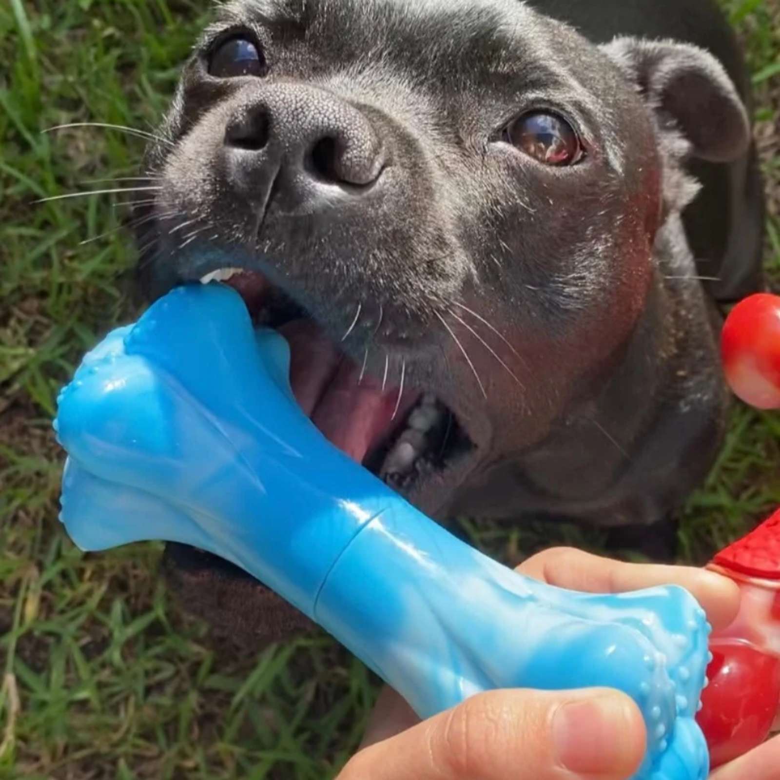 Happy Staffy Co. Chewzilla Musical Bone Tough Dog Toy