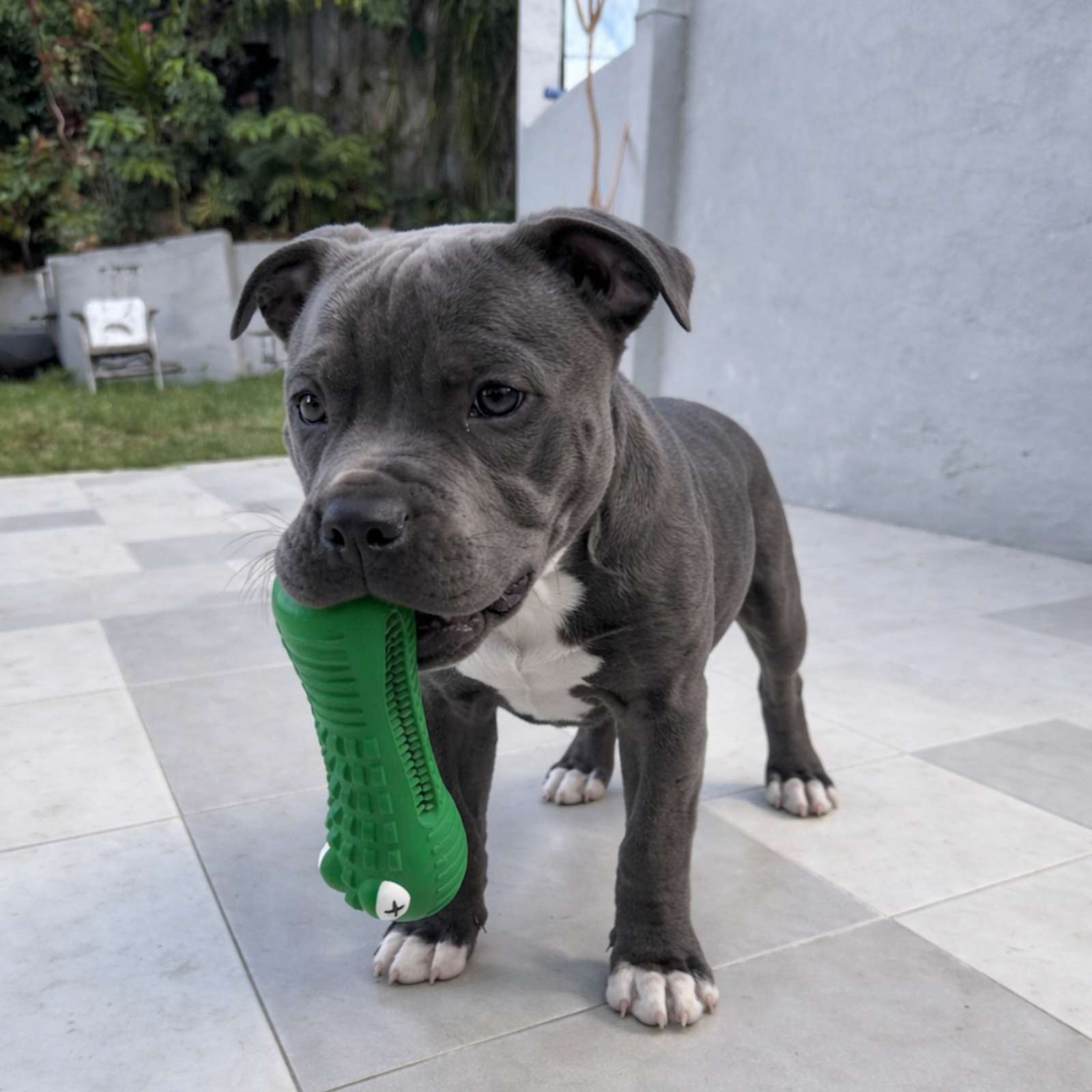 Happy Staffy Co. Crocodile Dental Chew Dog Toy