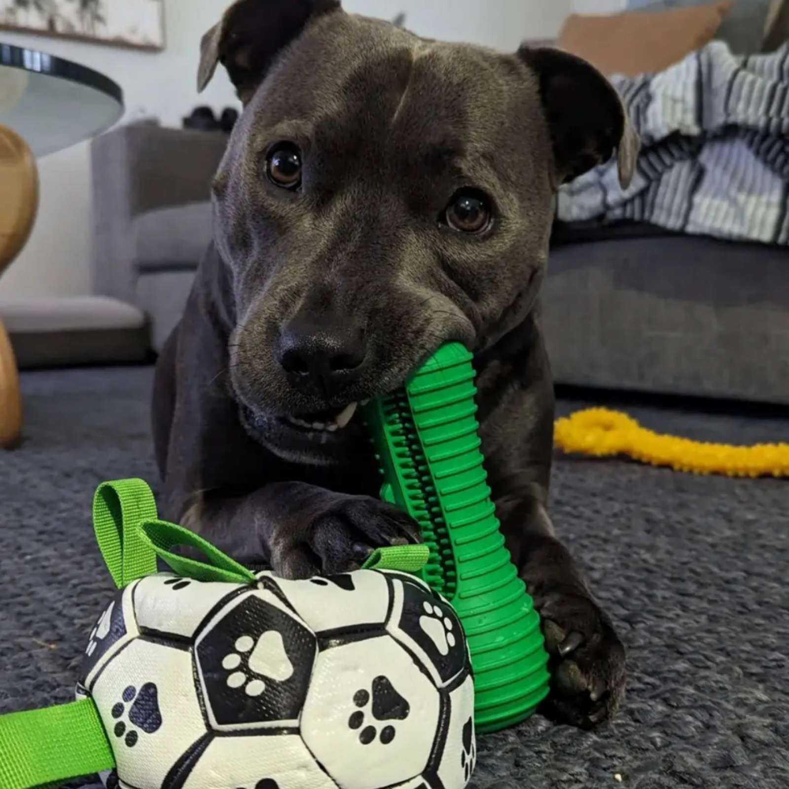 Happy Staffy Co. Crocodile Dental Chew Dog Toy