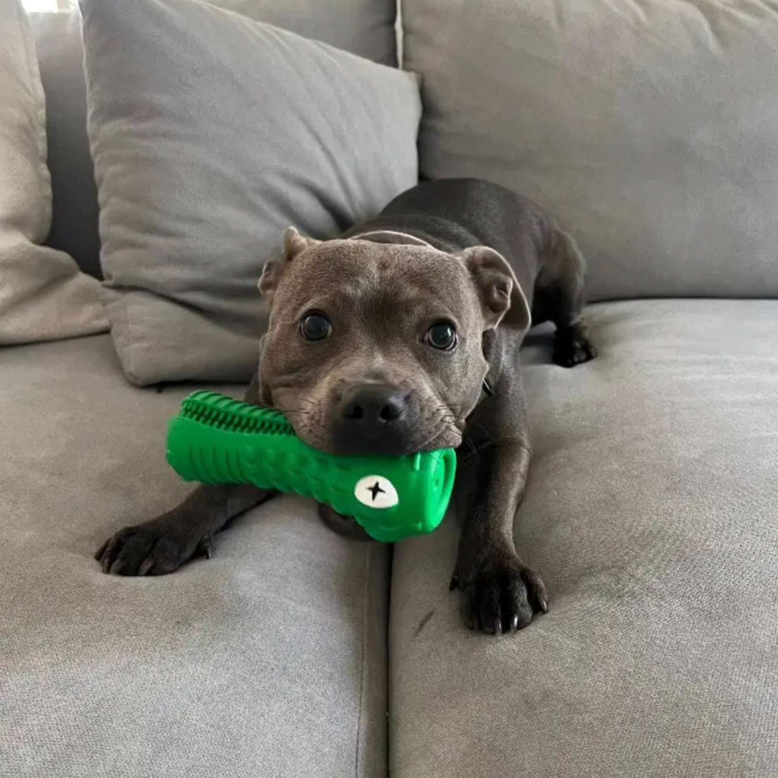 Happy Staffy Co. Crocodile Dental Chew Dog Toy