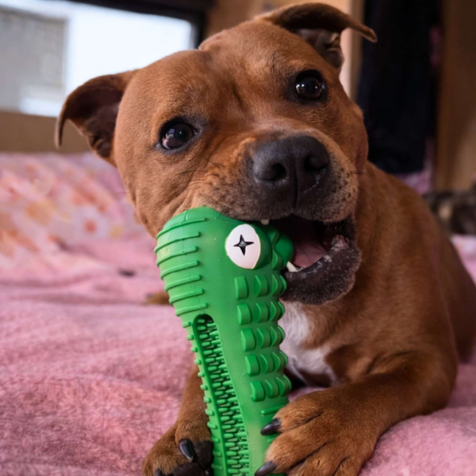 Happy Staffy Co. Crocodile Dental Chew Dog Toy