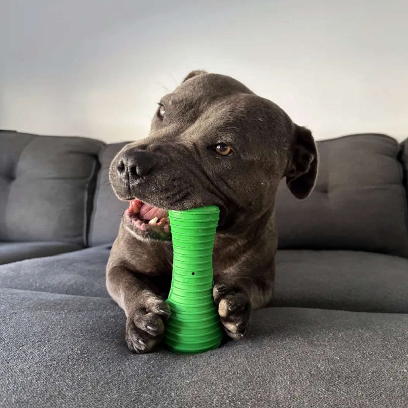 Happy Staffy Co. Crocodile Dental Chew Dog Toy