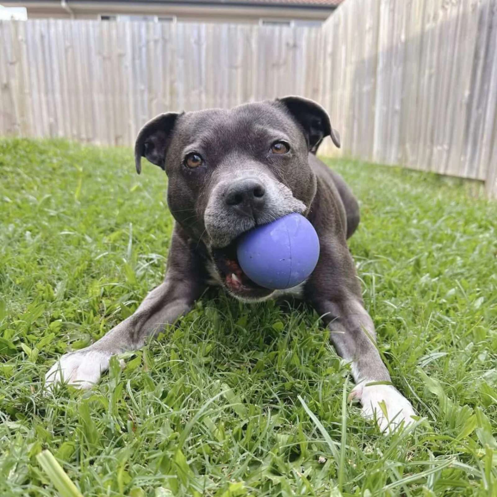 Happy Staffy Co. Happy Staffy Duraball Purple Dog Toy