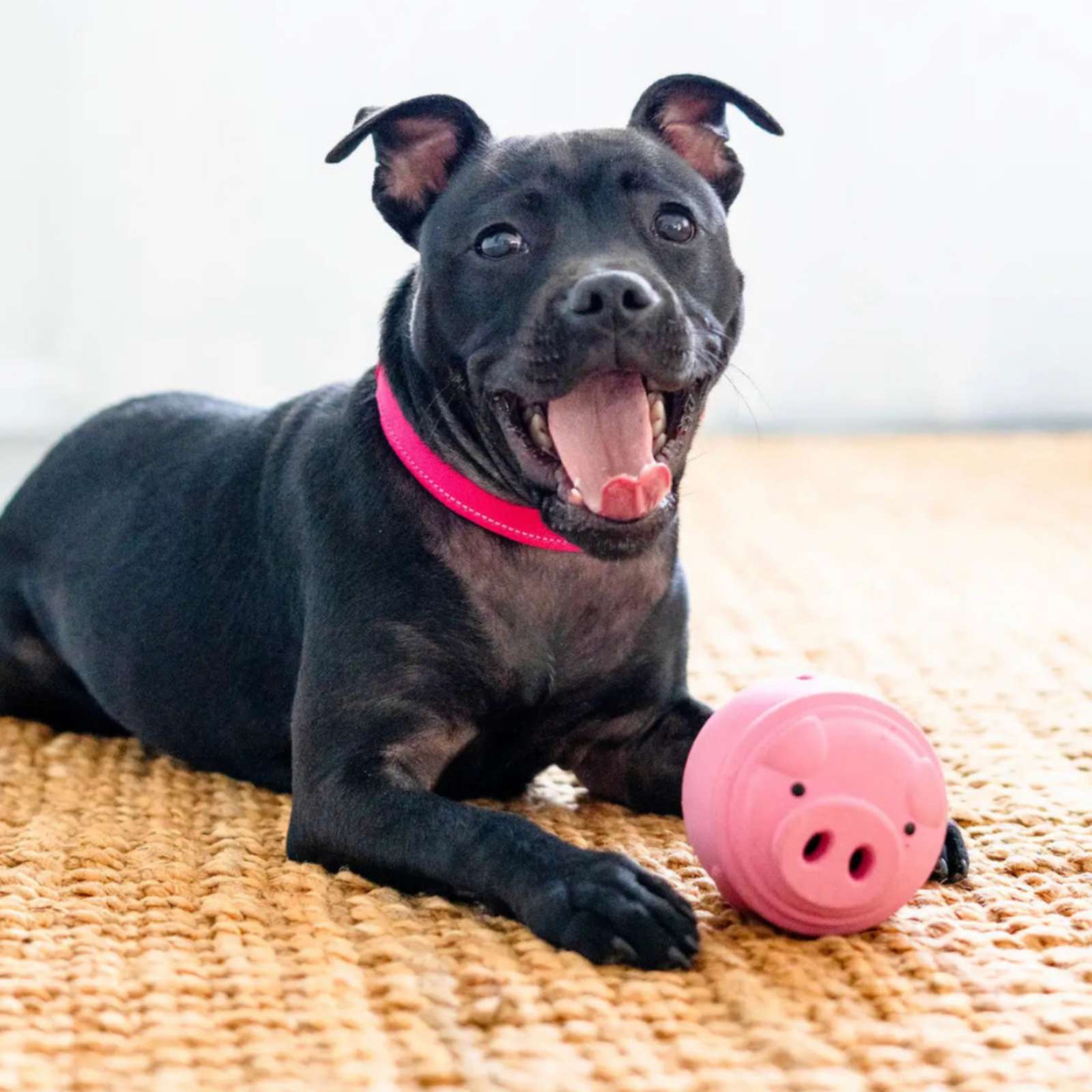 Happy Staffy Co. Poppy Pig Treat Dispenser Dog Toy