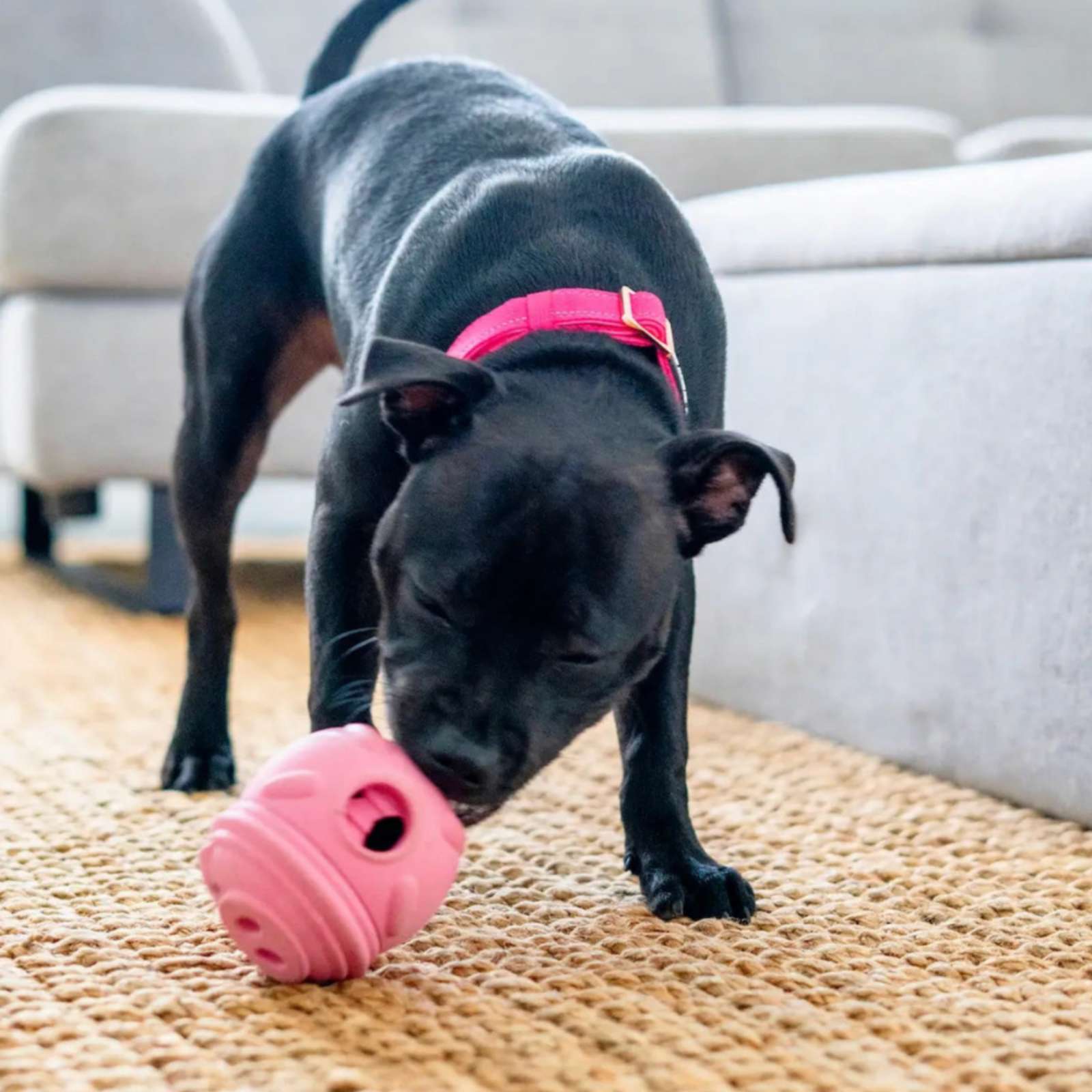 Happy Staffy Co. Poppy Pig Treat Dispenser Dog Toy