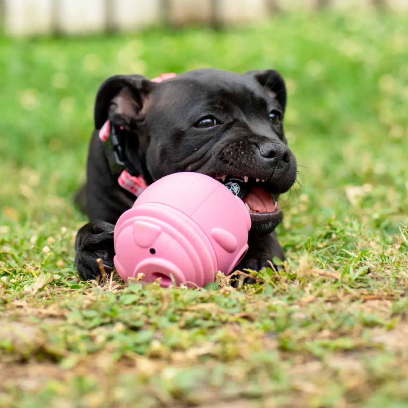 Happy Staffy Co. Poppy Pig Treat Dispenser Dog Toy