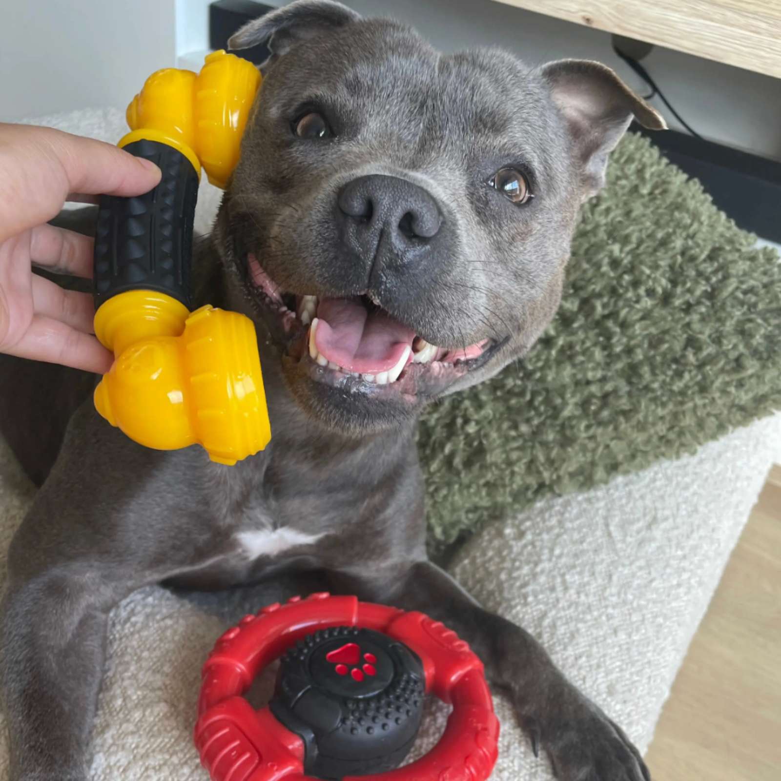 Happy Staffy Co. Power Chew Phone Tough Dog Toy