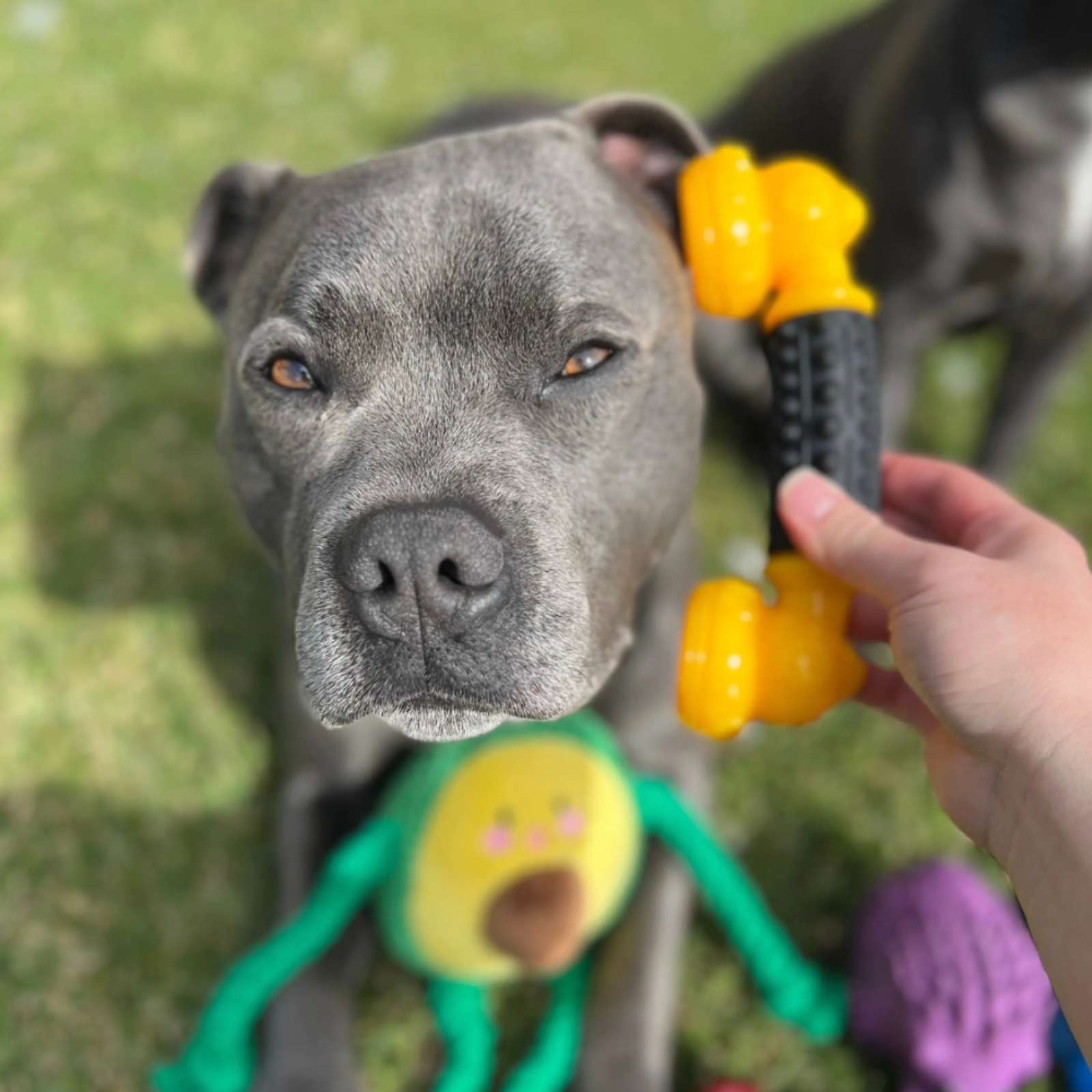 Happy Staffy Co. Power Chew Phone Tough Dog Toy