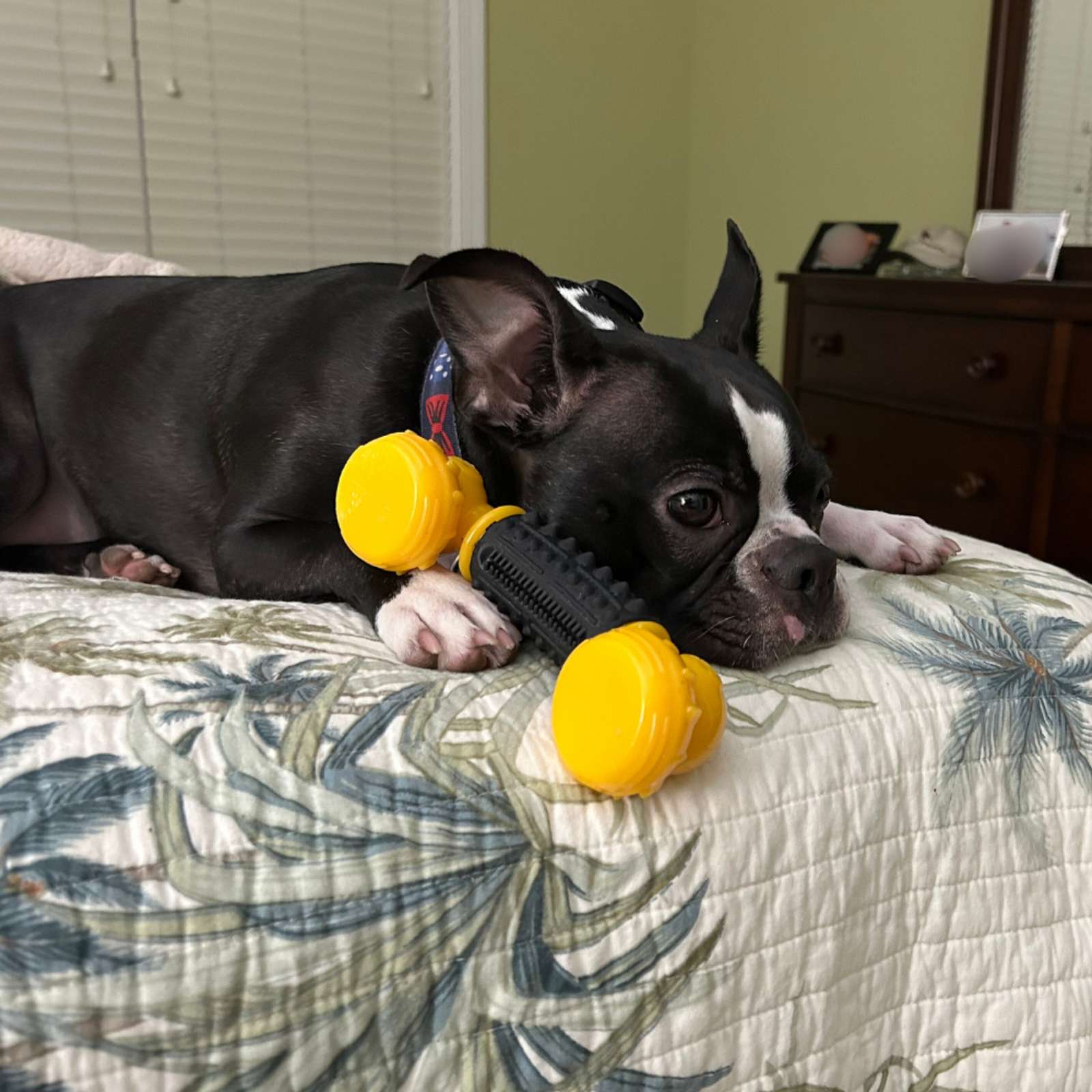 Happy Staffy Co. Power Chew Phone Tough Dog Toy
