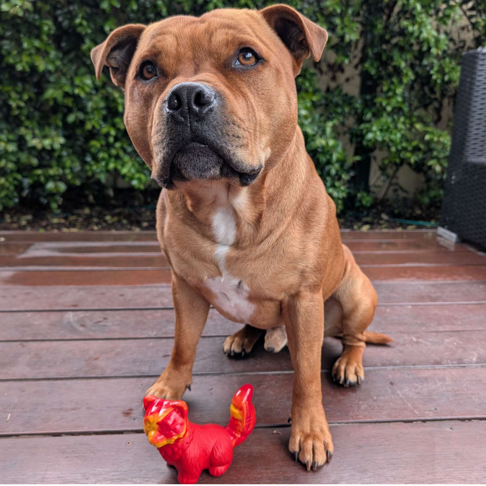 Happy Staffy Co. Ravi The Red Panda Tough Dog Toy