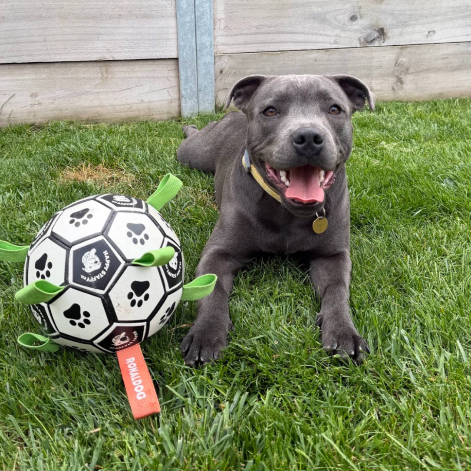 Happy Staffy Co. Ronaldog Soccer Ball Dog Toy